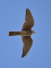 Falco sparverius
