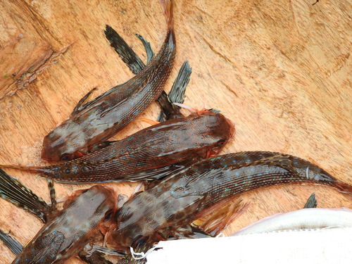 Dactylopterus volitans