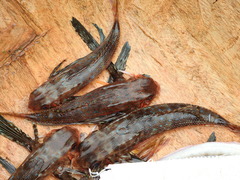 Dactylopterus volitans