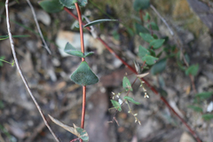 Leucopogon amplexicaulis