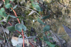 Leucopogon amplexicaulis