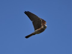 Falco sparverius
