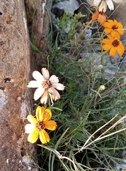 Zinnia juniperifolia