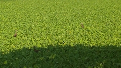 Dendrocygna autumnalis