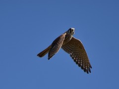 Falco sparverius
