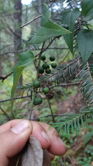 Smilax moranensis