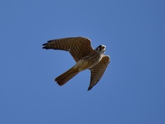 Falco sparverius