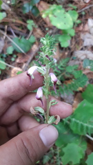 Pedicularis glabra