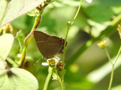 Parrhasius moctezuma