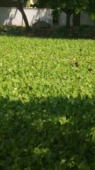 Dendrocygna autumnalis