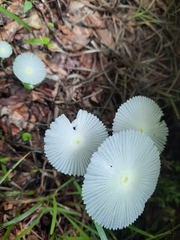 Leucocoprinus fragilissimus image