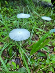 Leucocoprinus fragilissimus image