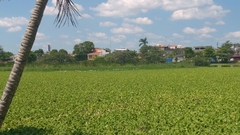 Dendrocygna autumnalis