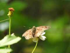Polyctor enops