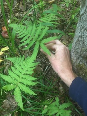 Phegopteris