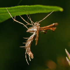 Oxyptilini