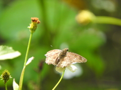 Polyctor enops