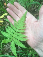 Phegopteris