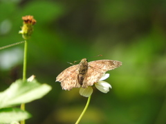 Polyctor enops