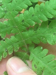 Phegopteris