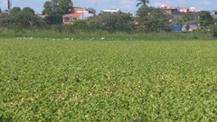 Dendrocygna autumnalis