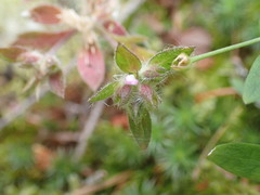 Collomia heterophylla