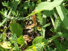 Melitaea athalia