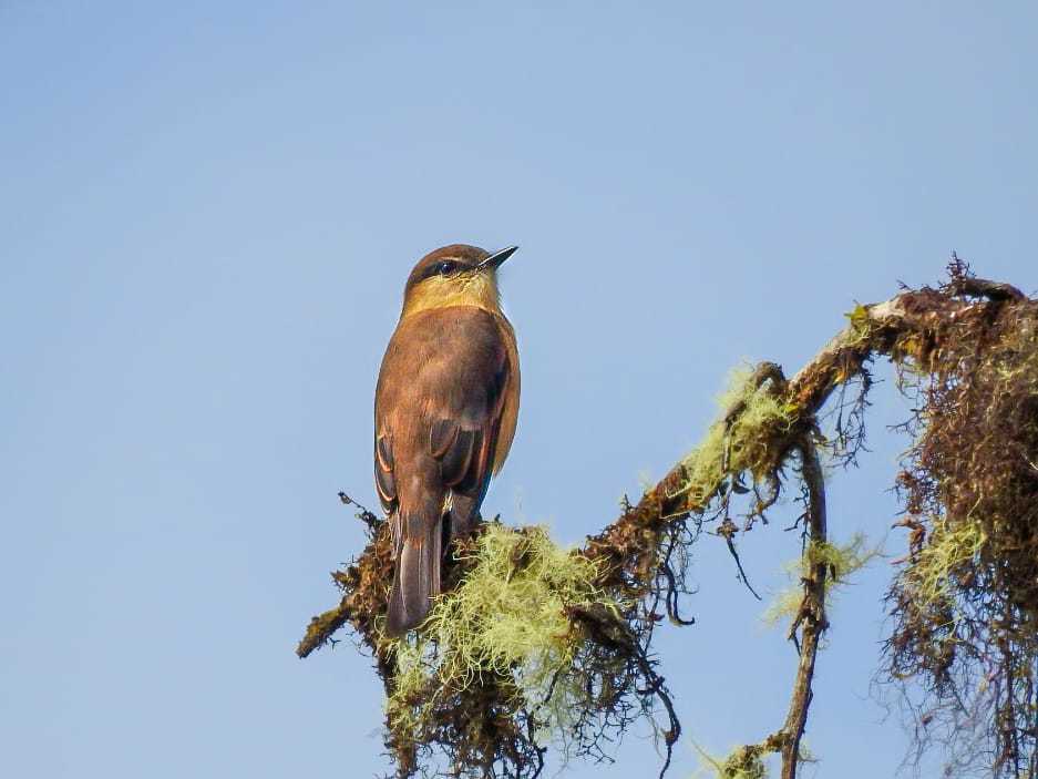 Rufous-Bellied Bush Tyrant