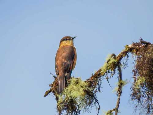 Rufous-bellied Bush Tyrant (Myiotheretes fuscorufus), photo 1