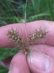 Carex baileyi
