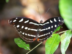 Catonephele acontius acontius
