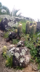 Parodia lenninghausii