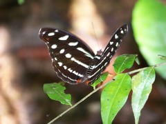 Catonephele acontius acontius