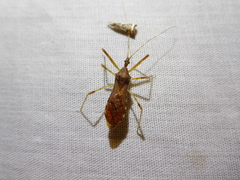 Rocconota annulicornis