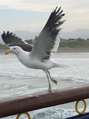 Larus dominicanus dominicanus