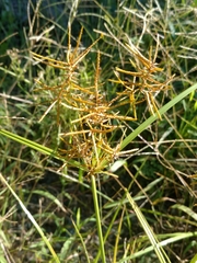 Cyperus esculentus leptostachyus