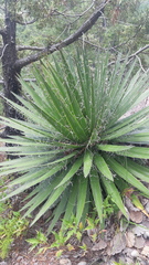 Agave filifera