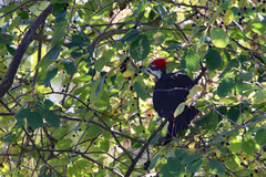 Dryocopus pileatus