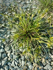 Cyperus compressus