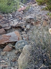 Mammillaria chionocephala