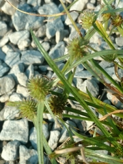 Cyperus hortensis