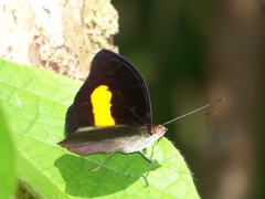 Catonephele acontius acontius