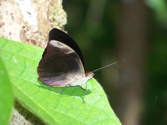 Catonephele acontius acontius