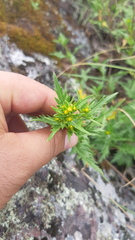 Coreopsis petrophila