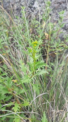 Coreopsis petrophila