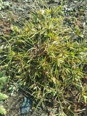 Cyperus compressus