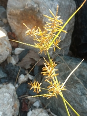 Cyperus esculentus leptostachyus