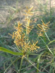 Cyperus esculentus leptostachyus
