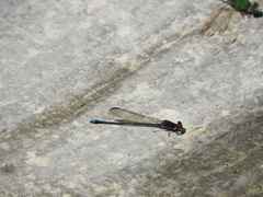 Argia cuprea