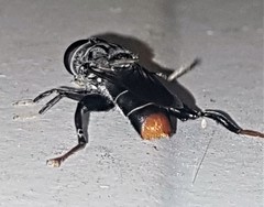 Malometasternum rufocaudatum